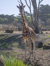 Giraffes in San Francisco zoo, San Francisco. Pacific ocean. California. USA