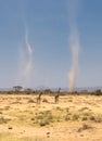 Giraffes and sandstorms in amboseli, kenya Royalty Free Stock Photo