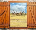 Giraffes in Kenya Royalty Free Stock Photo