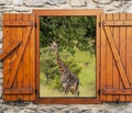 Giraffes in Kenya Royalty Free Stock Photo