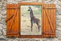 Giraffes in the savanah Royalty Free Stock Photo