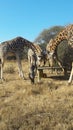 Giraffes