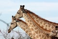 Giraffes in Savuti National Park Botswana, Africa