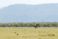 Giraffes, Serengeti National Park, Tanzania