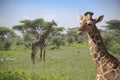 Giraffes in Serengeti Plains of Africa