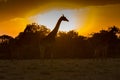 Giraffes Silhouetted Against Sunrise Royalty Free Stock Photo