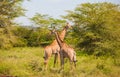 Giraffes /South Africa