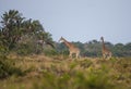 Giraffes / St. Lucia, South Africa