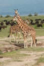 Giraffes stand in front of many buffaloes in the Murchison Falls National Park in Uganda