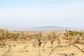 Giraffes standing among the bushes in the dry savanna