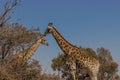 Giraffes standing head to head