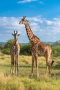 Giraffes standing in the savannah