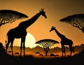 Giraffes standing tall against a stunning african sunset, framed by acacia trees