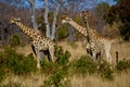 Giraffes in Welgevonden Game Reserve South Africa