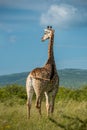 A giraffes stands looking into the distance surrounded by greenery