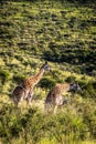 Giraffes striding leisurely through a wild savanna landscape