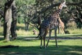 Giraffes in the spotlight among trees Royalty Free Stock Photo