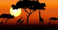 Giraffes in sunset