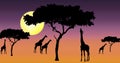 Giraffes in sunset