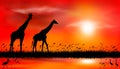 Giraffes at sunset by the lake