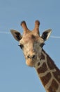 Giraffes Royalty Free Stock Photo