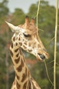 Giraffes Royalty Free Stock Photo