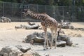 Reticulated Giraffe Oakland Zoo 1