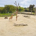 Giraffes, the tallest mammal on earth , live in Auckland Zoo. Royalty Free Stock Photo