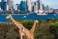 Giraffes of Taronga Zoo against urban landscape