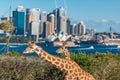 Giraffes of Taronga Zoo against urban landscape Royalty Free Stock Photo