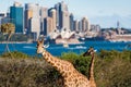 Giraffes of Taronga Zoo against urban landscape