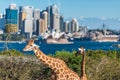 Giraffes of Taronga Zoo against urban landscape Royalty Free Stock Photo