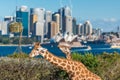 Giraffes of Taronga Zoo against urban landscape