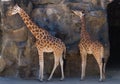 Giraffes in Taronga Zoo, Sydney