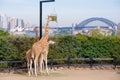 Giraffes with the view