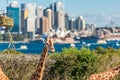 Giraffes at Taronga Zoo, Sydney