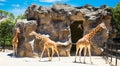 Giraffes at Taronga Zoo, Sydney. Australia. Royalty Free Stock Photo