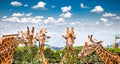 Giraffes at Taronga Zoo, Sydney. Australia. Royalty Free Stock Photo