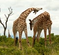 Giraffes in territorial dispute.