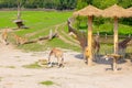Giraffes in their natural environment Royalty Free Stock Photo