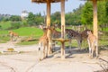 Giraffes in their natural environment. Royalty Free Stock Photo