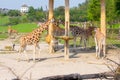 Giraffes in their natural environment. Royalty Free Stock Photo