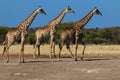 Giraffes, three in a row