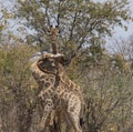 Giraffes, three of them, with tangled necks