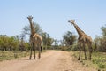 Giraffes together in Kruger Park Royalty Free Stock Photo