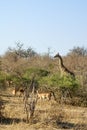Giraffes in the trees