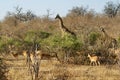 Giraffes in the trees