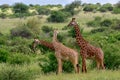 Giraffes in the Tsavo East, Tsavo West and Amboseli National Park Royalty Free Stock Photo