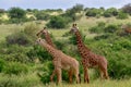 Giraffes in the Tsavo East, Tsavo West and Amboseli National Park Royalty Free Stock Photo