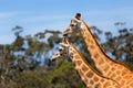 Giraffes Two Affections Wildlife Animals